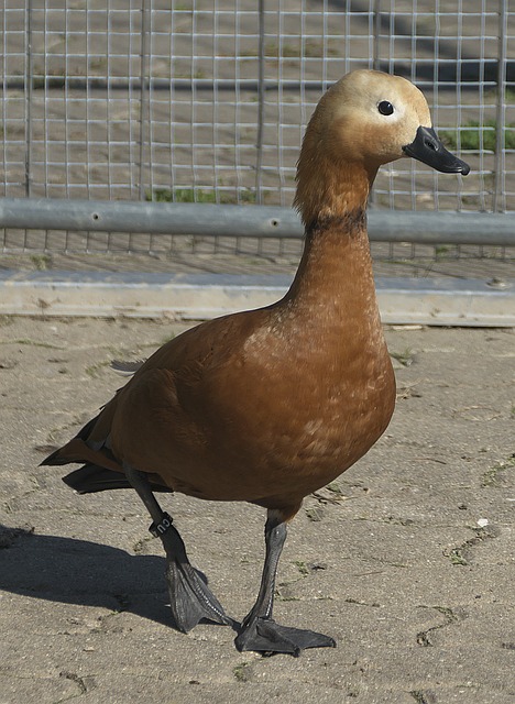 他公开强调