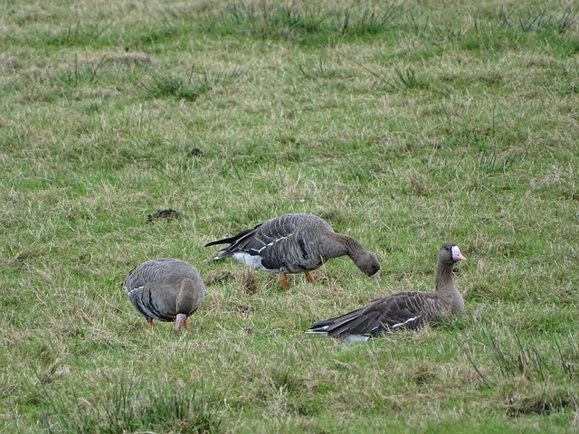 里昂俱乐部 里昂俱乐部